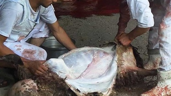 جلد الأضحية جلد الأضحية